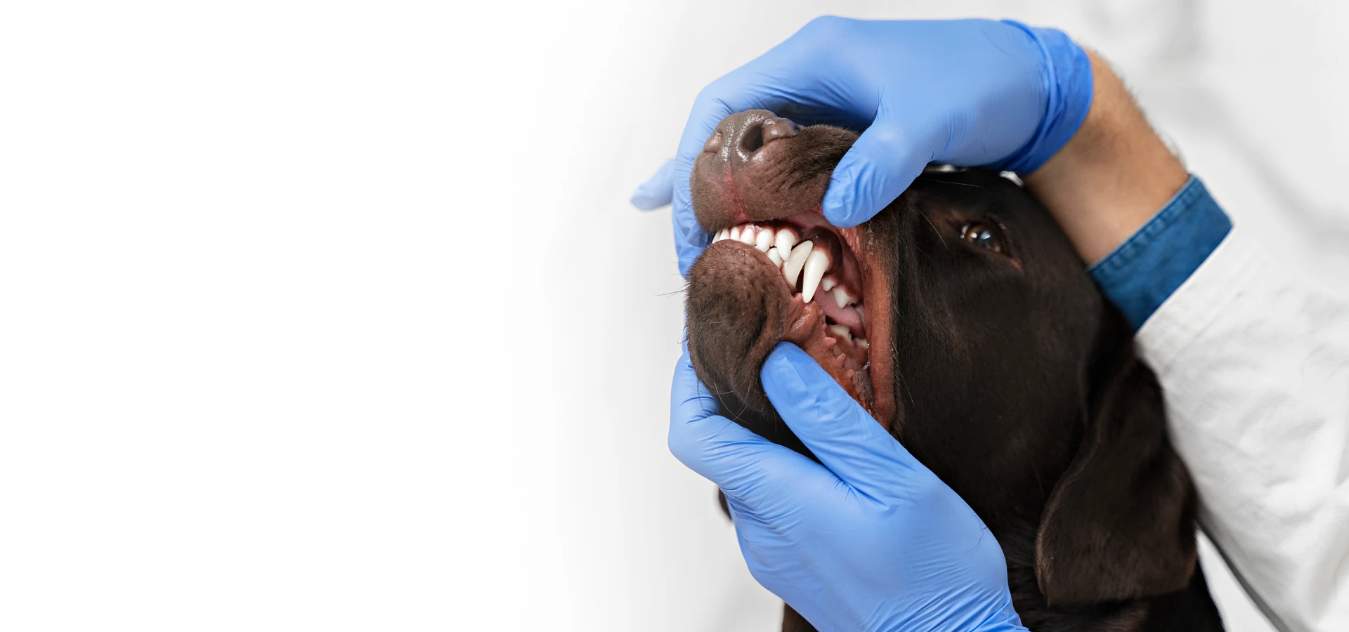 Fachada do Hospital Veterinário São Bernardo