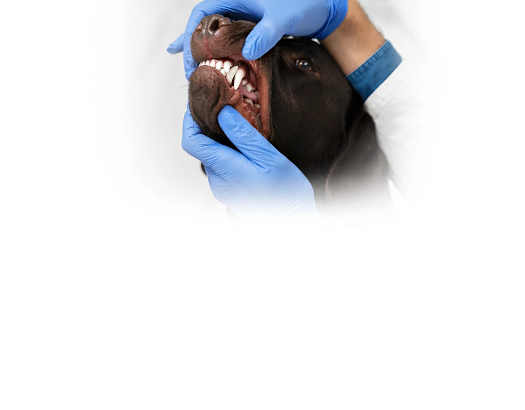 Fachada do Hospital Veterinário São Bernardo