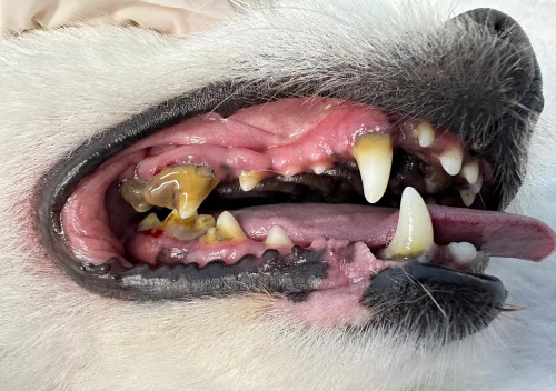 Dentes de cachorro com tártaro antes da limpeza