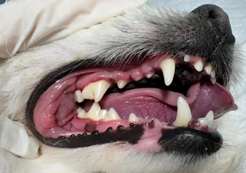 Dentes de cachorro limpos após limpeza profissional